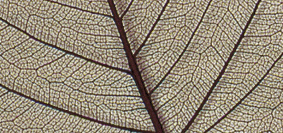 Rayher 8500605 Листья сухие для декора 6 - 10 см 8 шт