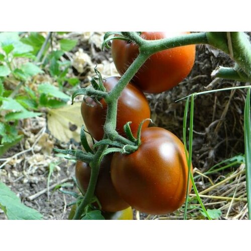 Семена Томат Черная лакомка