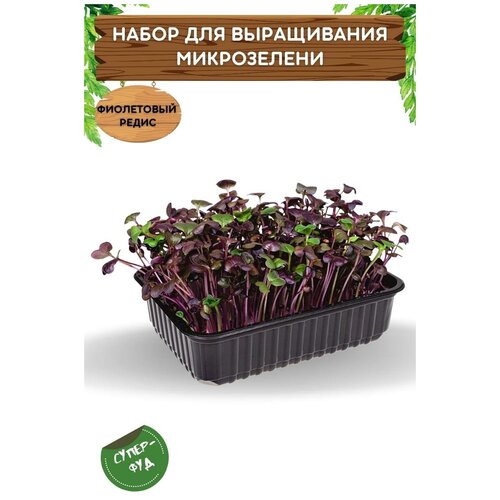 Набор для выращивания микрозелени Фиолетовый редис 5,5 г