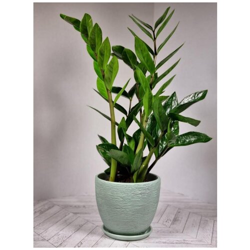 Замиокулькас (долларовое дерево) в светло-зелёном фактурном керамическом горшке с поддоном пересаженный D15. Комнатное растение для дома.