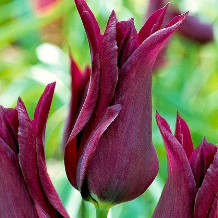 Тюльпан лилиецветный Бургунди (3 луковицы) - фотография № 3