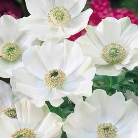 Анемона Брайд 15 шт