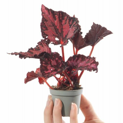 Бегония Пинкпоп (Begonia Pink Pop) D6см