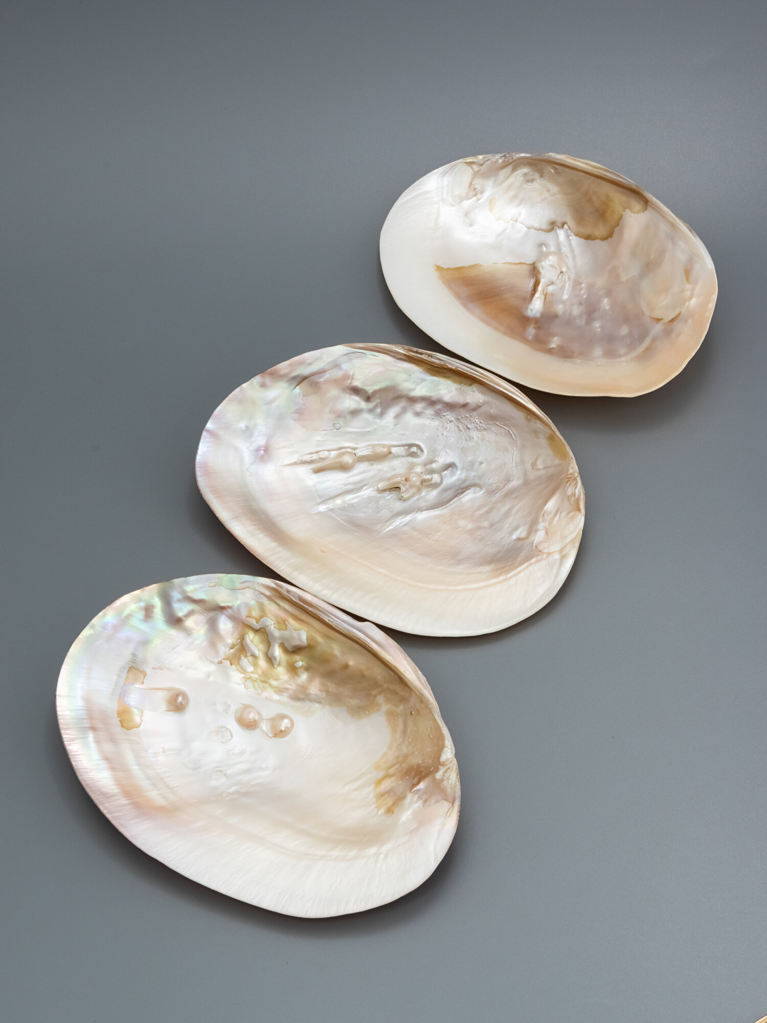 Ракушка — фото 1