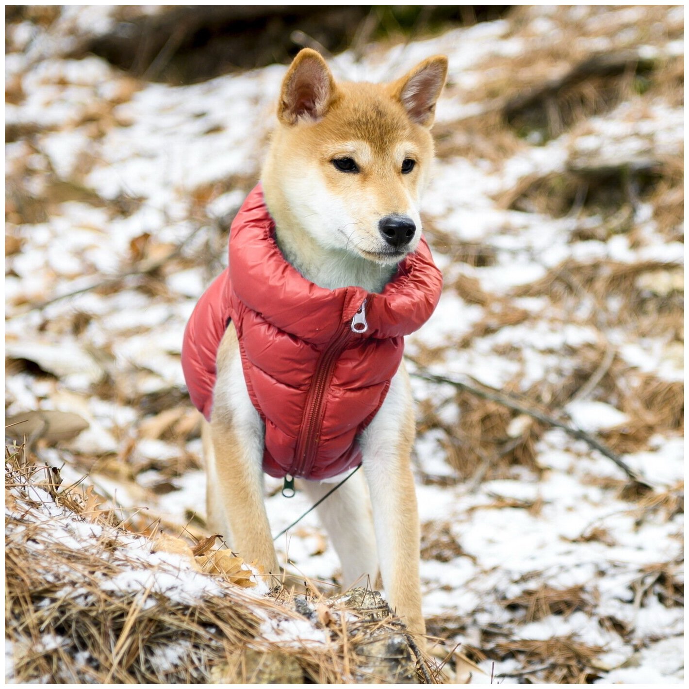 Жилет для собак утеплённый PUPPIA "Ultra Light Vest A", красный, L (Южная Корея) - фотография № 4