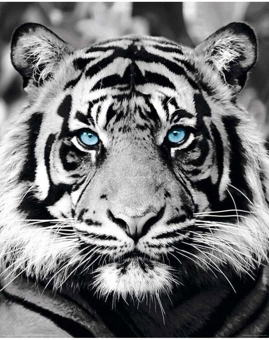 Алмазная мозаика на подрамнике 40х50 Тигр с голубыми глазами