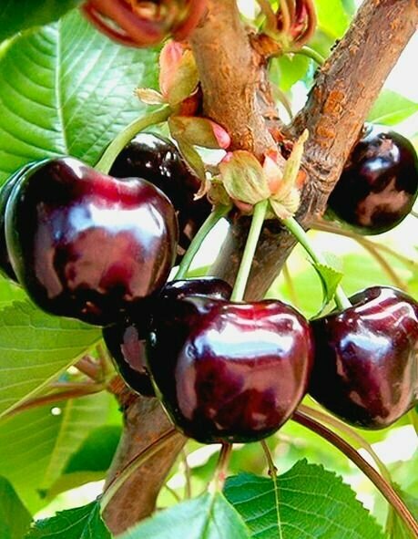 Черешня Французкая черная саженец