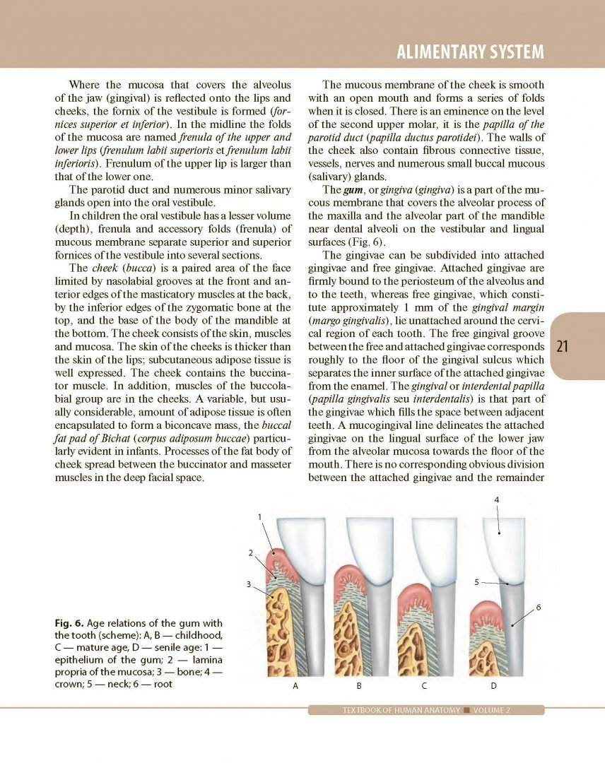 Textbook of Human Anatomy. In 3 volumes. Volume 2. Splanchnology and cardiovascular system - фото №9