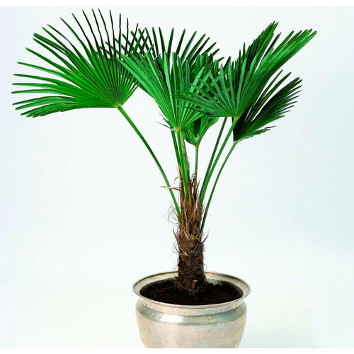 Свежие семена 5 шт Трахикарпус Форчуна морозостойкая пальма