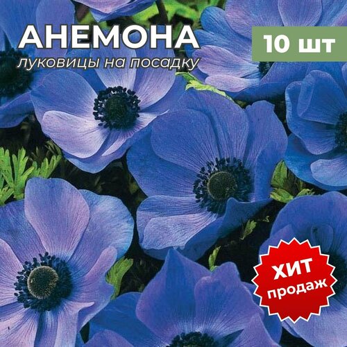 Луковицы анемоны на посадку Мистер Фоккер 10 шт