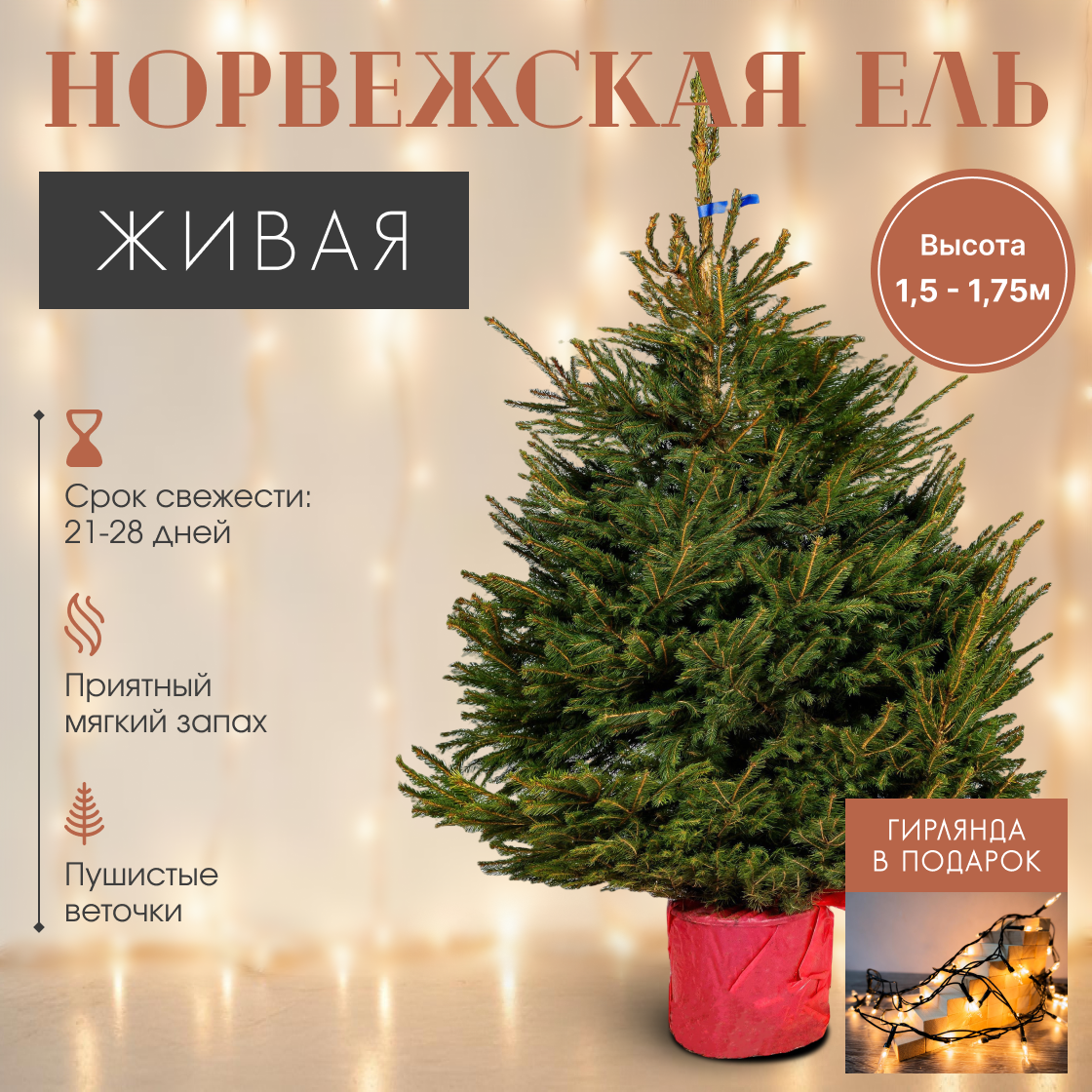 Норвежская елка в горшке 1.5 - 1.75 м
