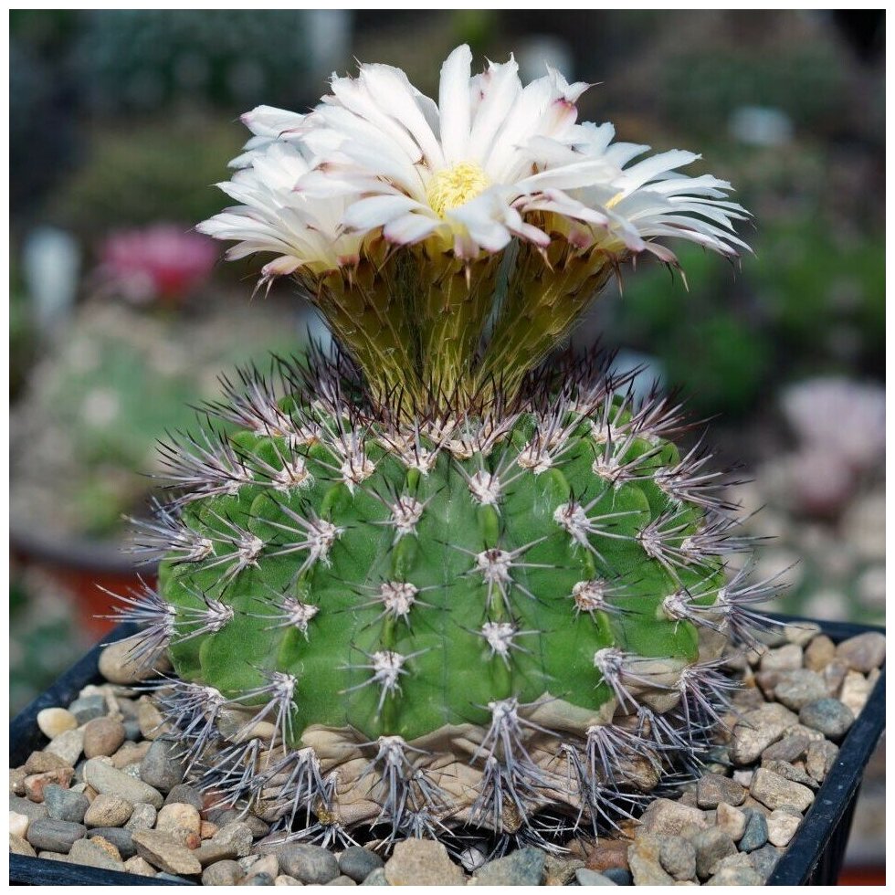 Семена Орешка Суккулент Кактус Acanthocalycium violaceum P-110a 10 шт.