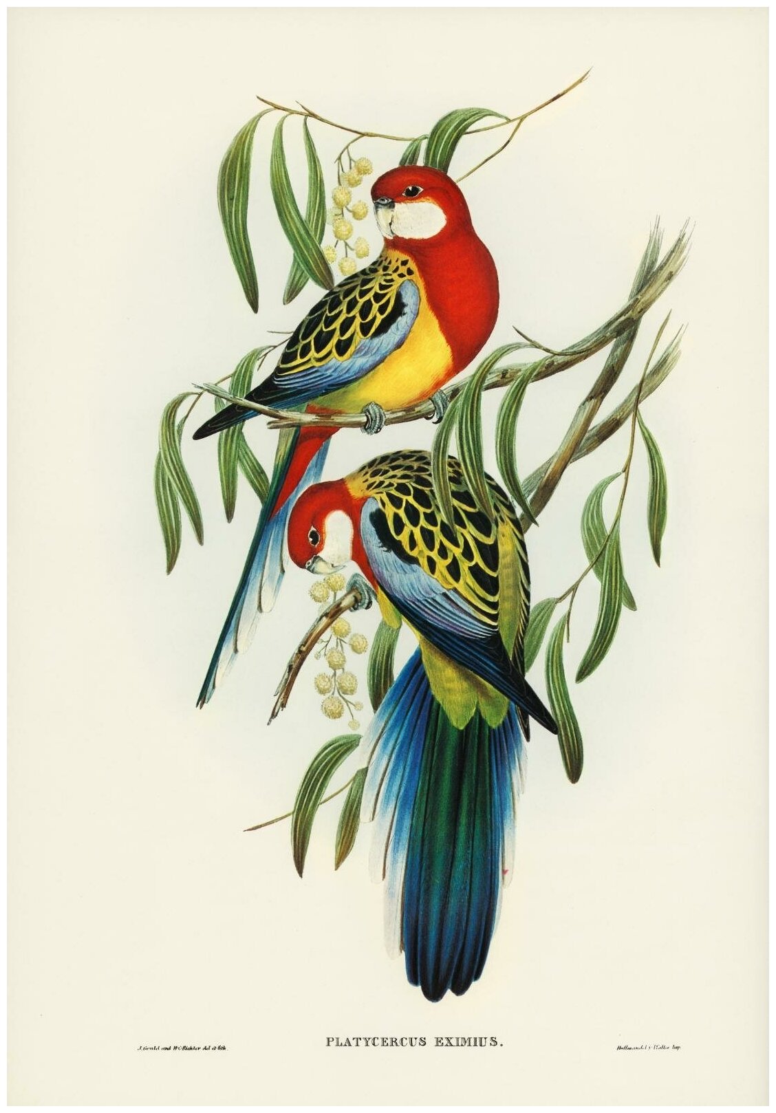 Постер / Плакат / Картина Попугай Роуз-хилл 40х50 см в подарочном тубусе