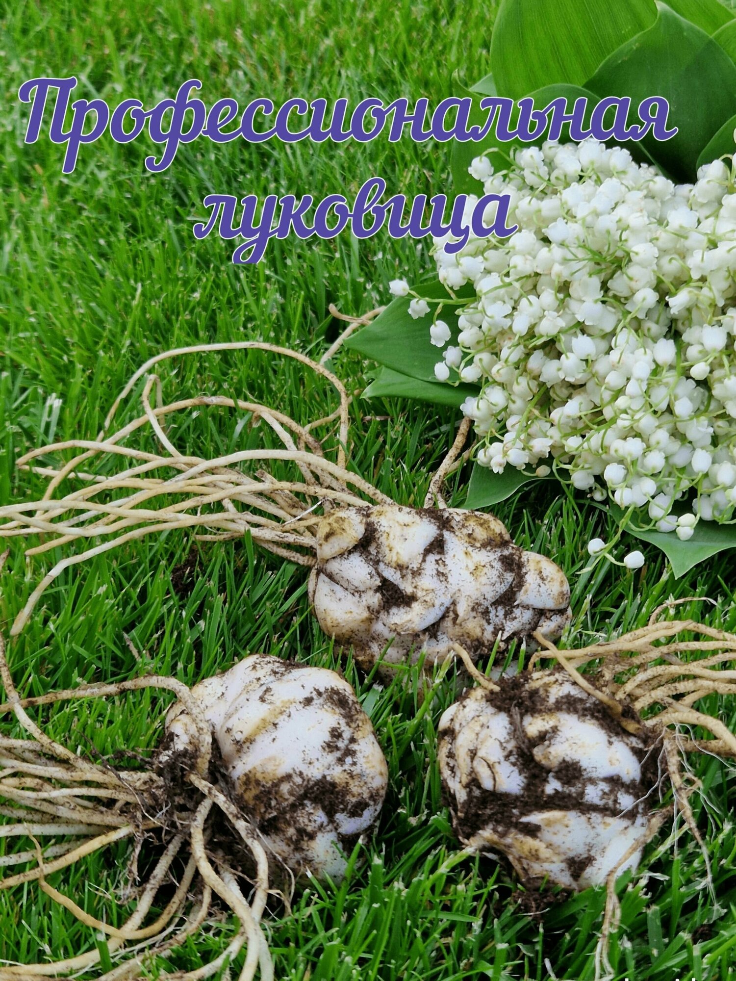 Лилии луковицы многолетние сорт Албуфейра 3 шт. - фотография № 3