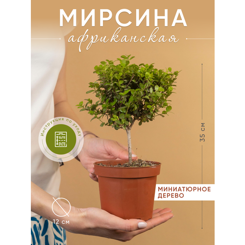 Мирсина африканская , мирт комнатный