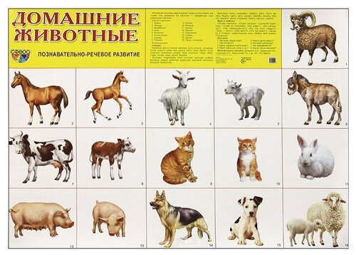 Плакат Творческий Центр СФЕРА Домашние животные
