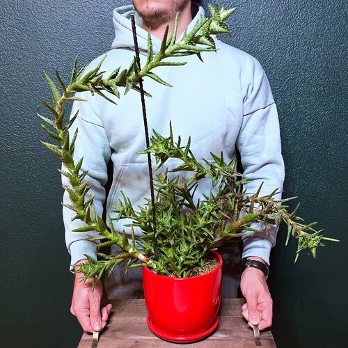 Алоэ ювенильное в красном кашпо