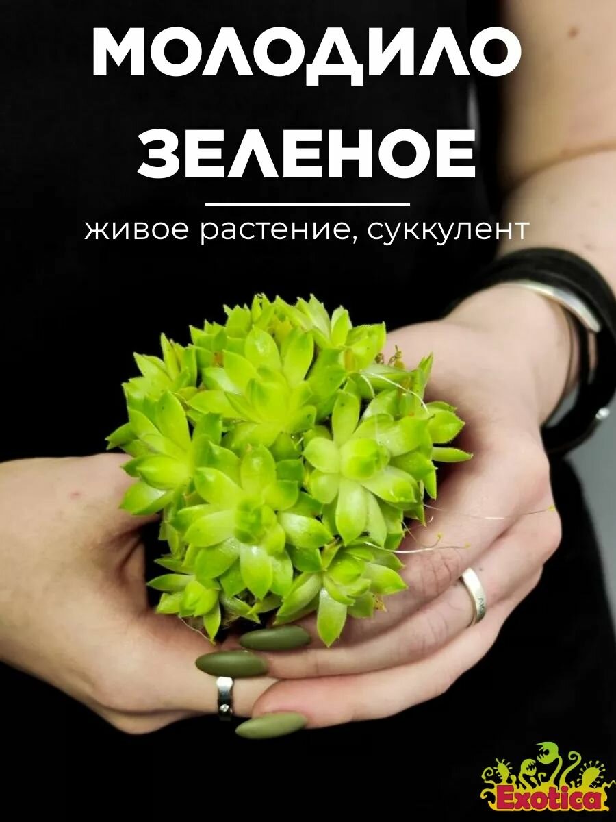 Суккулент Семпервивум или Молодило Зеленое (Sempervivum Green) D5см