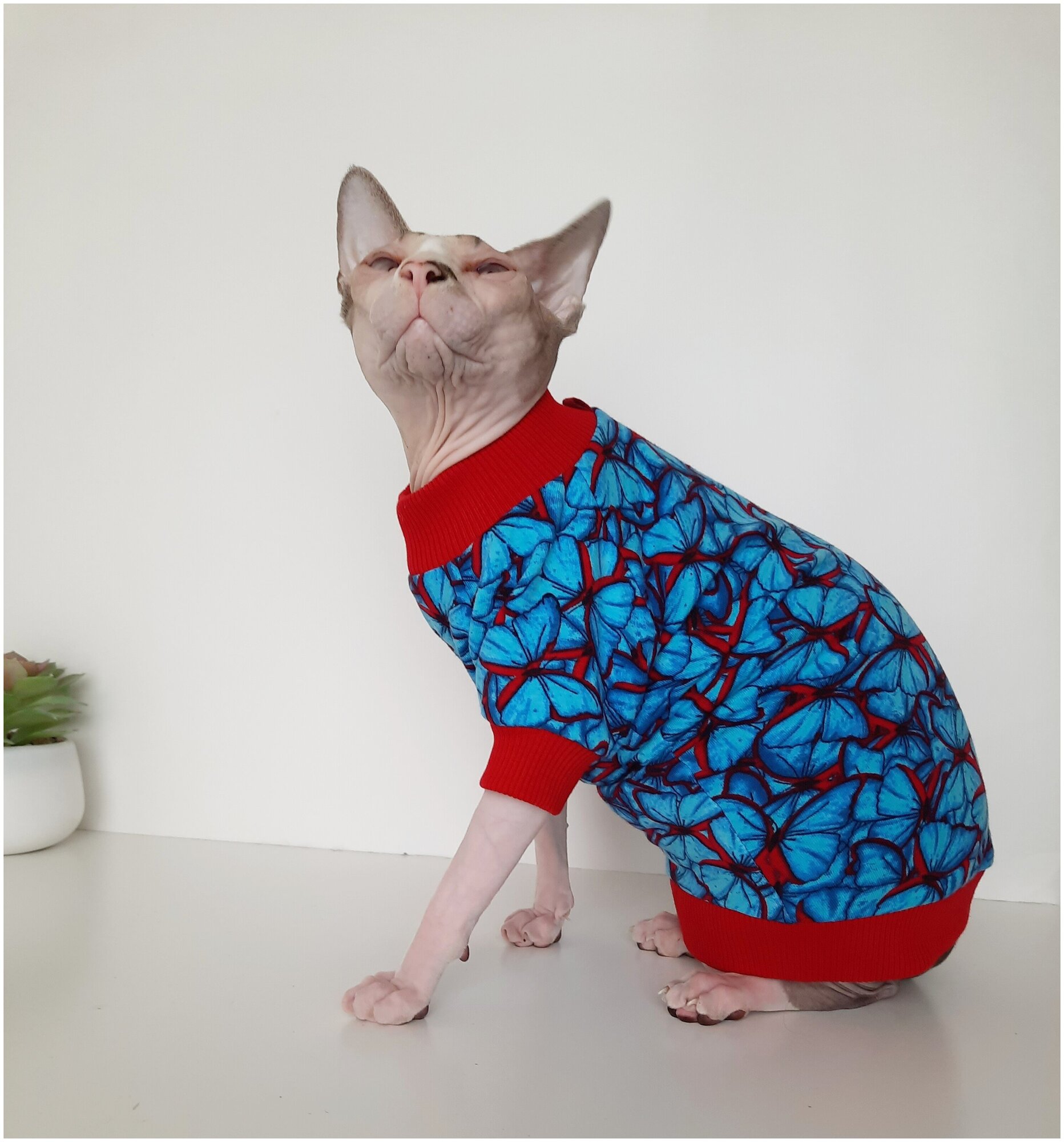 Свитшот для кошек, размер 35 (длина спины 35см), цвет голубой, красный/ толстовка свитшот свитер для кошек сфинкс / одежда для животных - фотография № 9