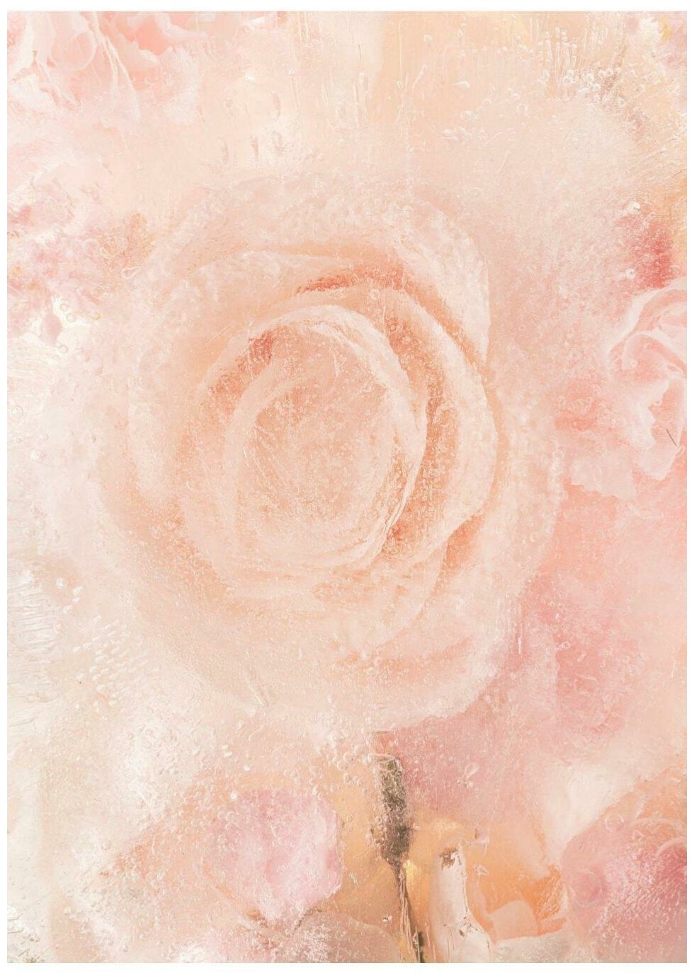 Постер / Плакат / Картина на холсте Холодная роза