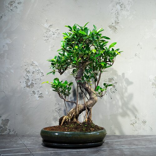 Живое растение Бонсай Баньян в овальной плошке, 70 см.