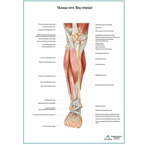 Мышцы ноги. Вид спереди плакат глянцевая фотобумага от 200 г/кв. м, размер A2+