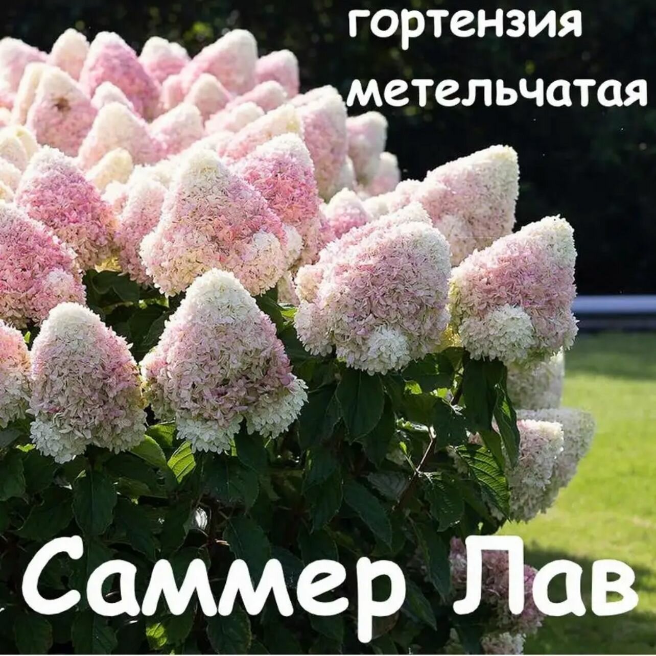 Саммер Лав гортензия метельчатая. ЗКС Р9, 1 шт