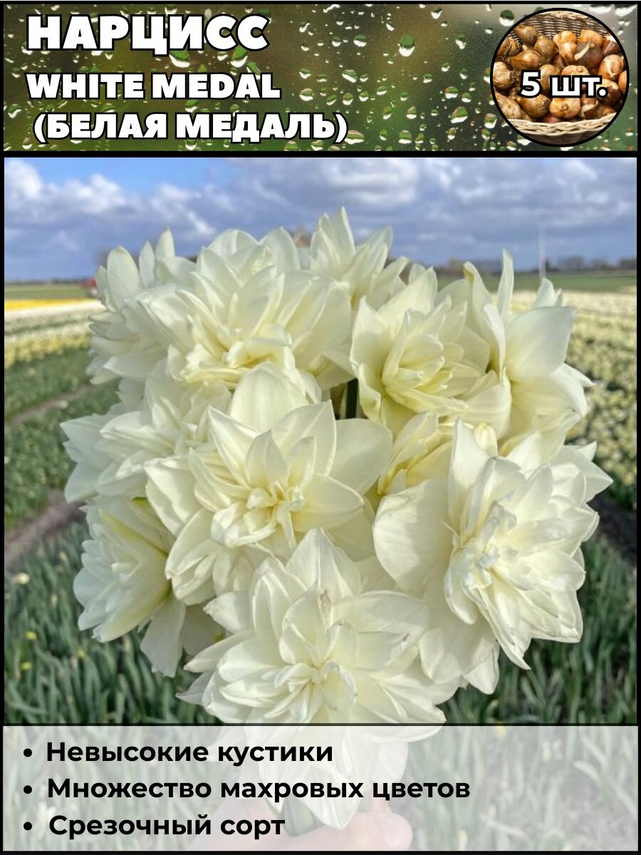 Нарцисс Белая медаль луковицы 5 штук