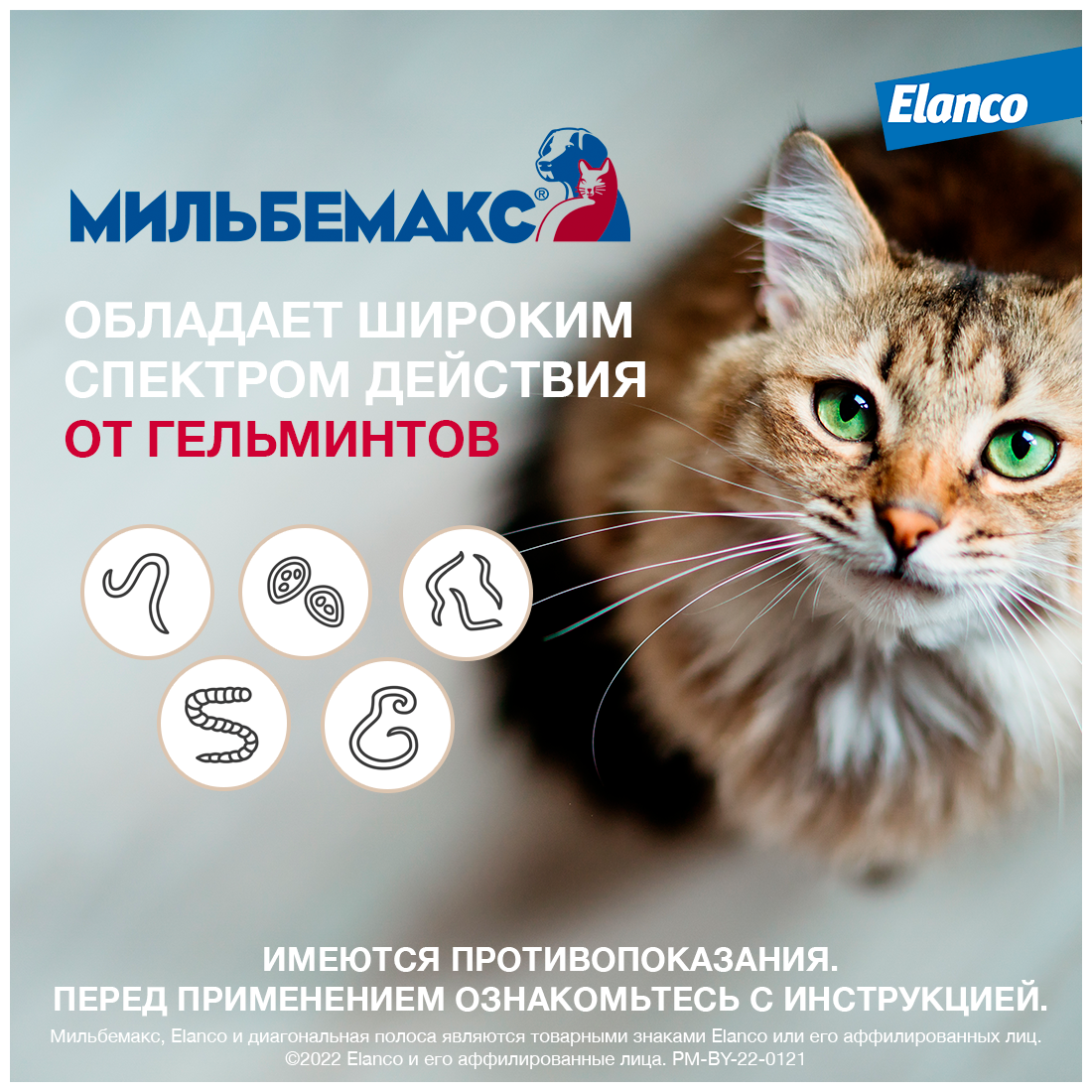 Мильбемакс (Elanco), таблетки от гельминтов со вкусом говядины для крупных кошек – 2 таблетки