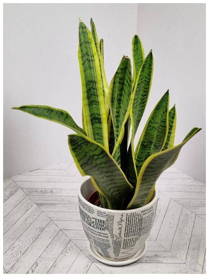 Сансевиерия Лауренти белом керамическом горшке с рисунком "Газета" и поддоном, пересаженный D15. (Тещин язык) Комнатное растение для дома.