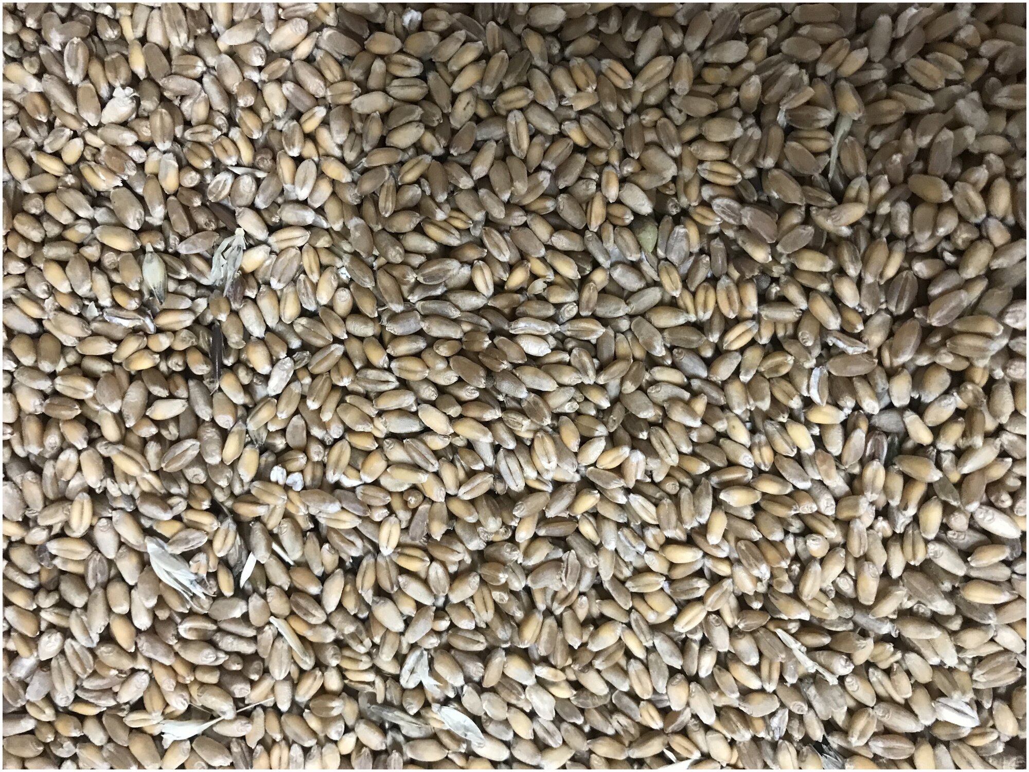 Пшеница фуражная зерно 10 кг добавка для с/х птицы