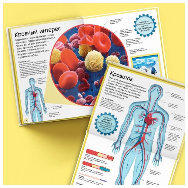 Книга Как устроено тело человека. Красочный путеводитель по нашему организму - фото №5