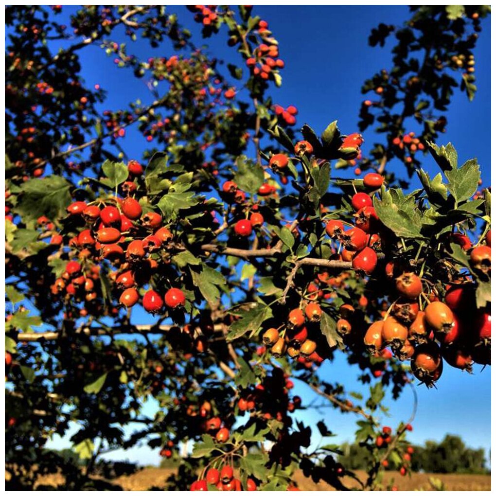 Боярышник алтайский (лат. Crataegus altaica) семена 15шт + подарочек