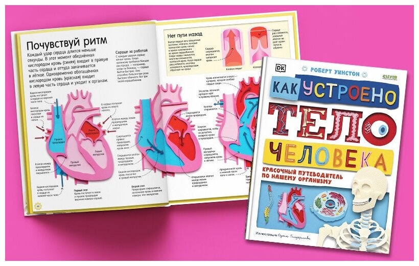 Книга Как устроено тело человека. Красочный путеводитель по нашему организму - фото №4