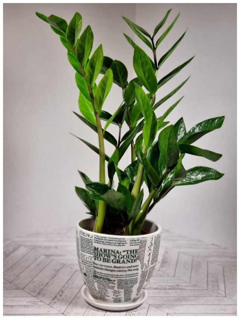 Замиокулькас (долларовое дерево) в белом керамическом горшке с рисунком "Газета" и поддоном, пересаженный D15. Комнатное растение для дома.