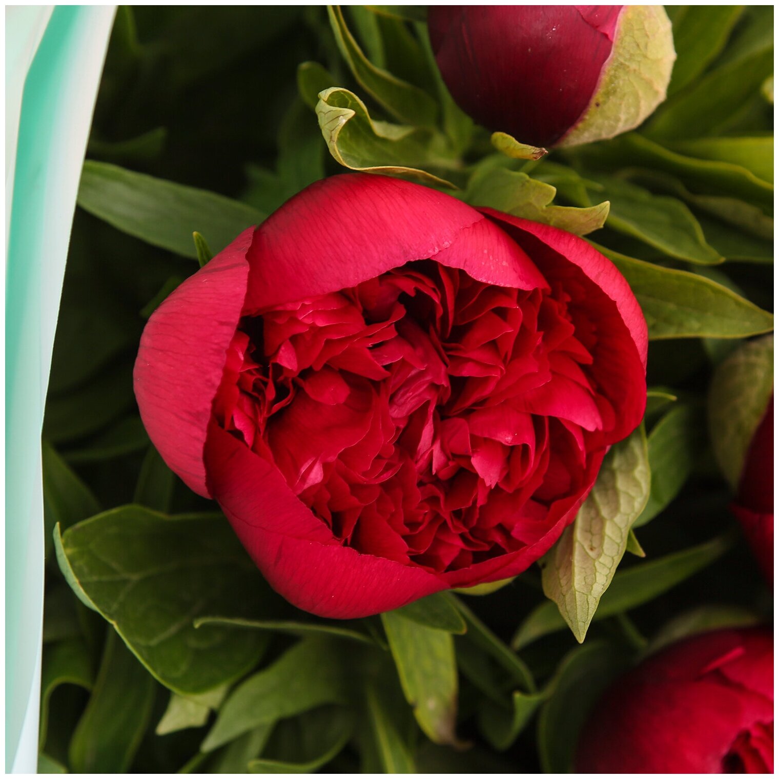 Цветы живые букет из 15 красных пионов в дизайнерской упаковке с атласной лентой