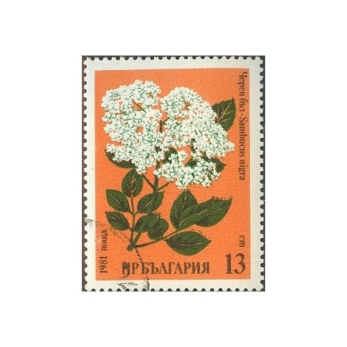 (1981-006) Марка Болгария Бузина  Лекарственные растения II Θ 1957 006 марка болгария птичница международный женский день 8 марта ii θ