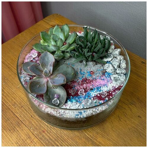 Флорариум с суккулентами «Сияние»