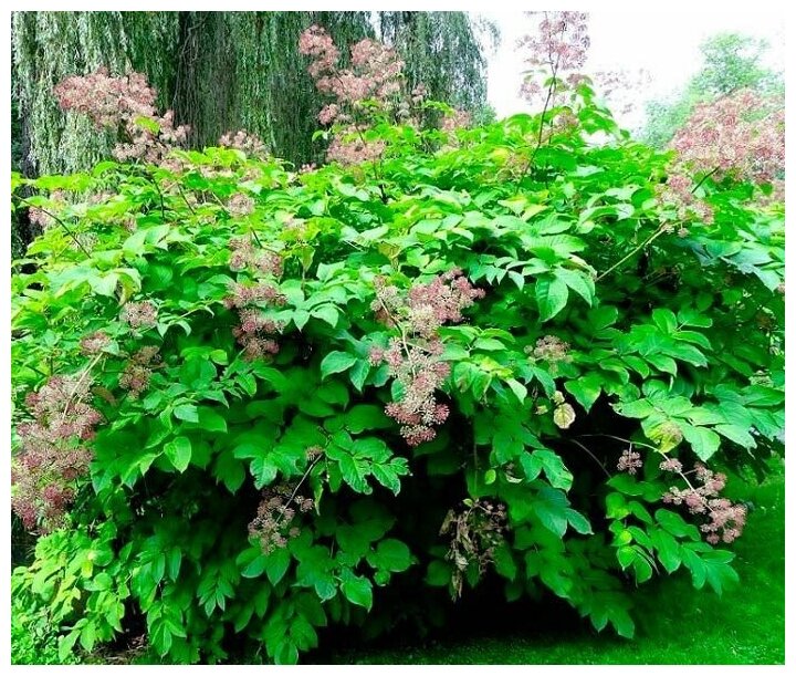 Аралия кустистая (лат. Aralia racemosa) семена 35шт + подарочек