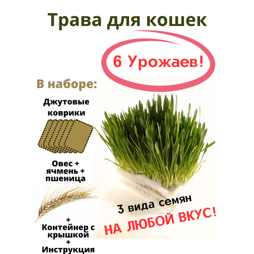 Трава для кошек