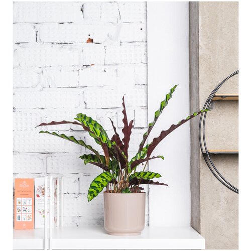 Калатея Лансифолия, высота 50 см, пересаженное комнатное растение в песочно-коричневое кашпо