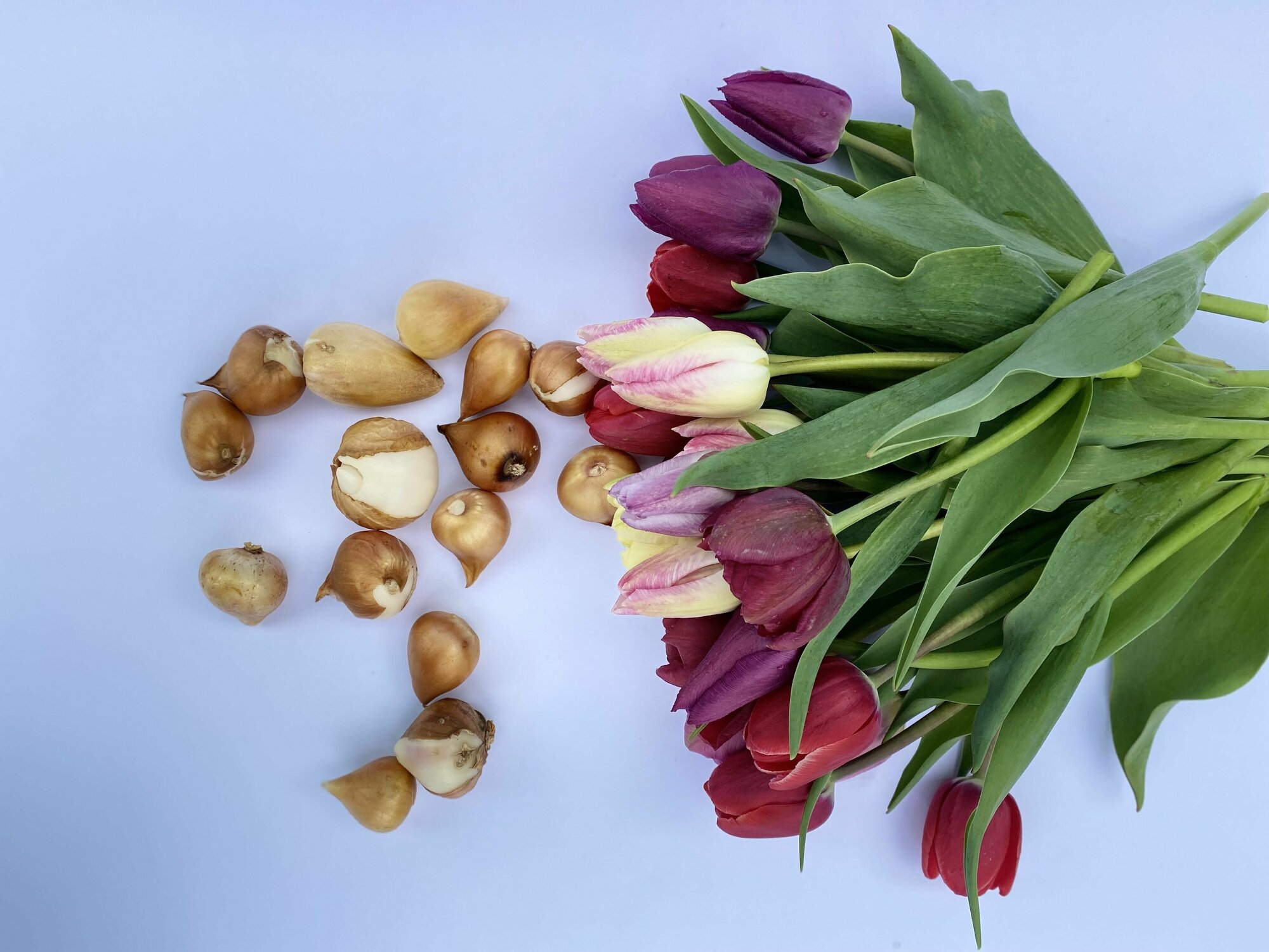 Луковицы цветов тюльпанов 15 средних - фотография № 15