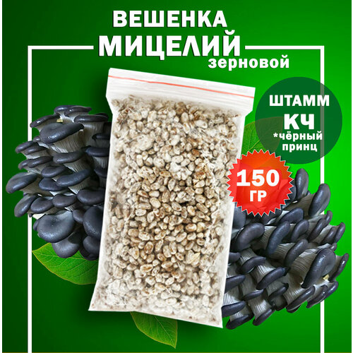 Мицелий вешенки зерновой, семена грибов (штамм КЧ / Китайский чёрный) - 150 гр.