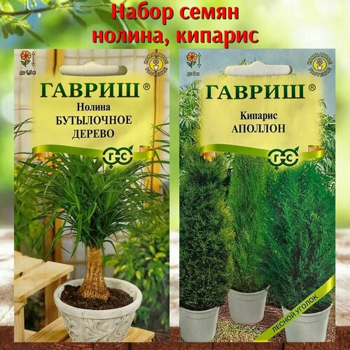 Семена комнатных растений Нолина и Кипарис 2 уп. бокарнея нолина 5 шт