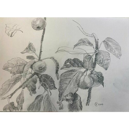 Картина авторская Яблоня21х30 см бумагаграфит ручная работа 2000₽