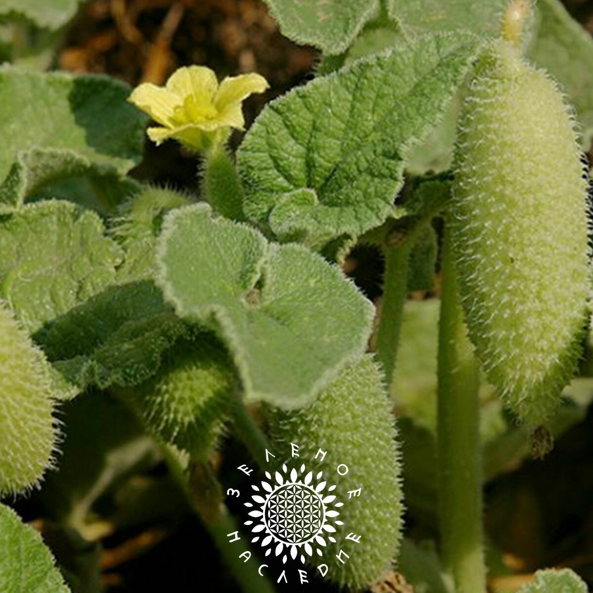 Семена Бешеный огурец (лат. Ecballium elaterium) 10 шт от Green Legacy