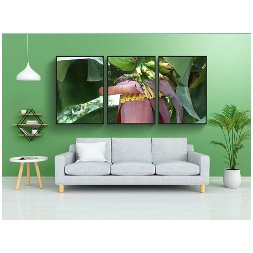 фото Набор модулных постеров для интерьера "банановое дерево, бананы, кустарник" 60x90 см. в тубусе, без рамки lotsprints