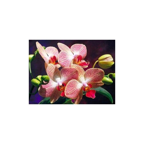 Купить Яркие грани Орхидеи (полная/квадр DS063, Яркие Грани