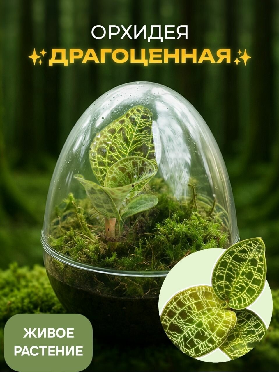 Орхидея живая драгоценная в террариуме Макодес Петола