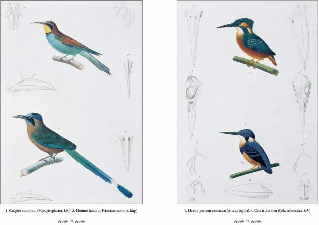 Ж.-Л. Кювье. Царство животных. Позвоночные. Птицы - фото №12